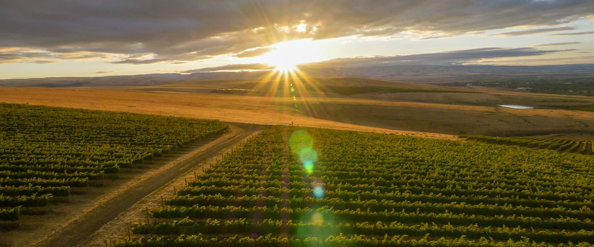 The Perfect Climate for Growing Grapes in Clark County, Washington