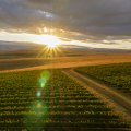 The Perfect Climate for Growing Grapes in Clark County, Washington