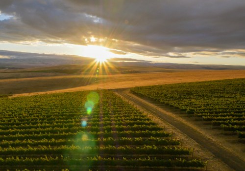 The Perfect Climate for Growing Grapes in Clark County, Washington